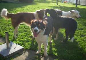 Merlin20111016Merlin4 054.jpg